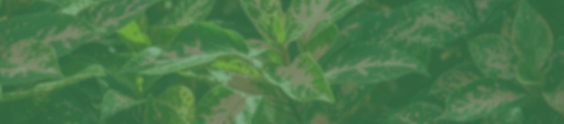 A36-Camo